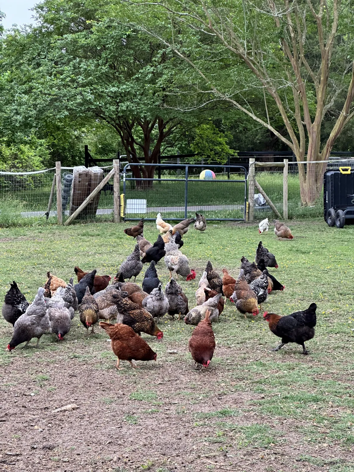 Bloom Farm Animal Blog