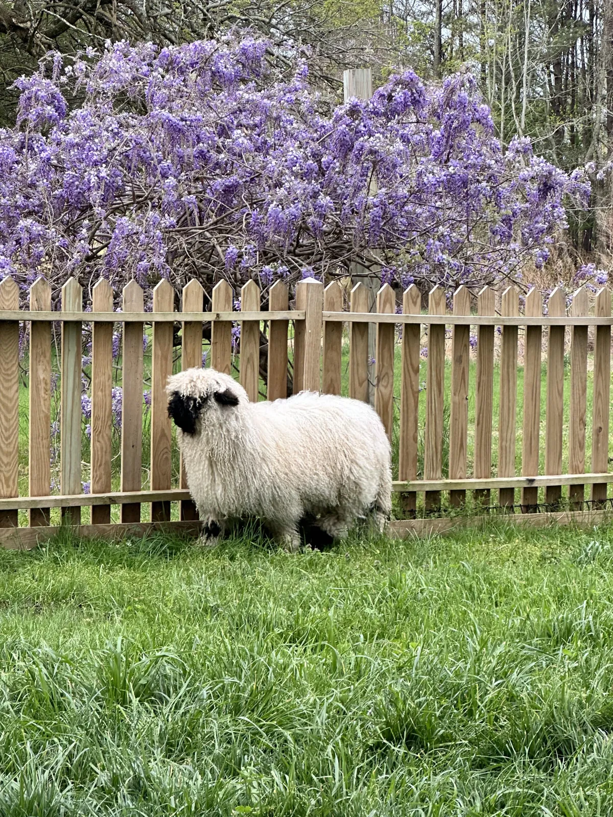 Bloom Farm Animal Blog
