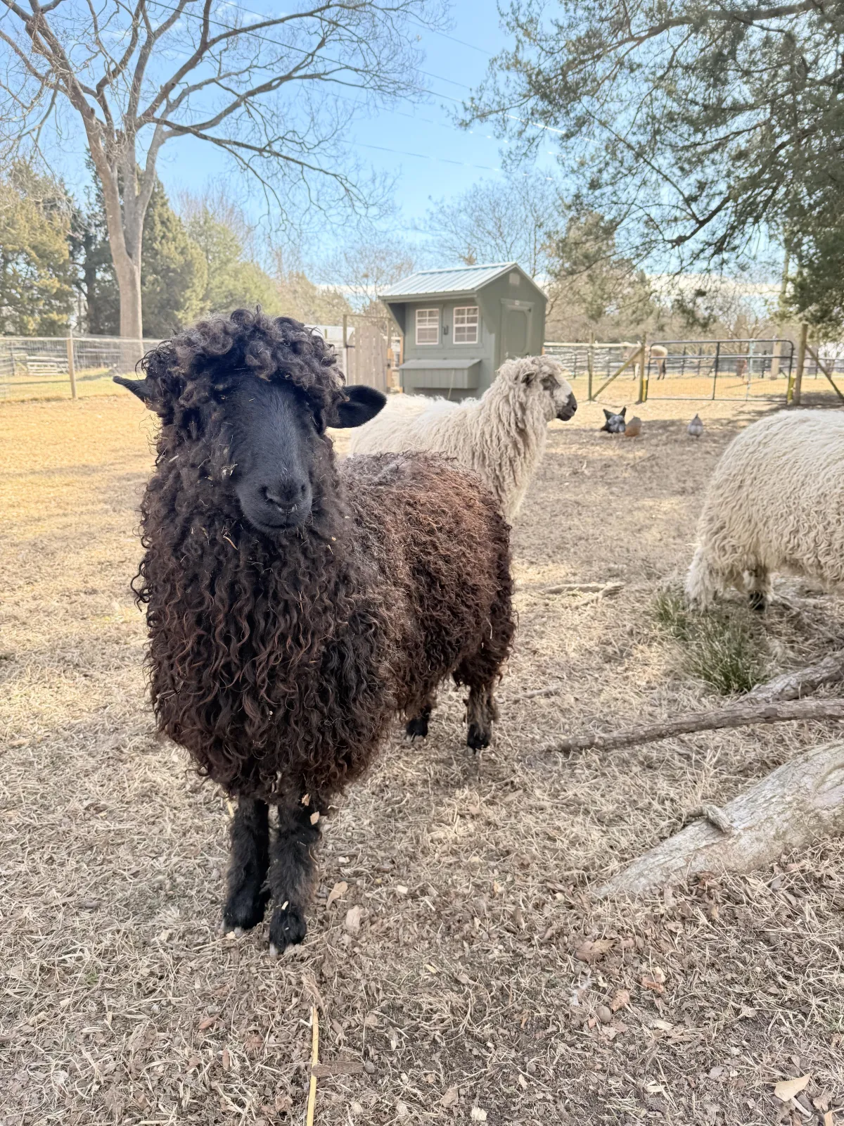 Bloom Farm Animal Blog