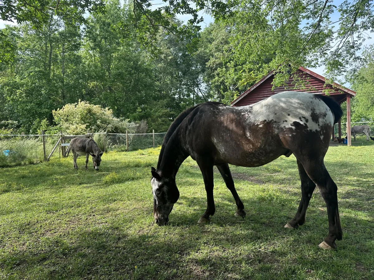 Bloom Farm Animal Blog