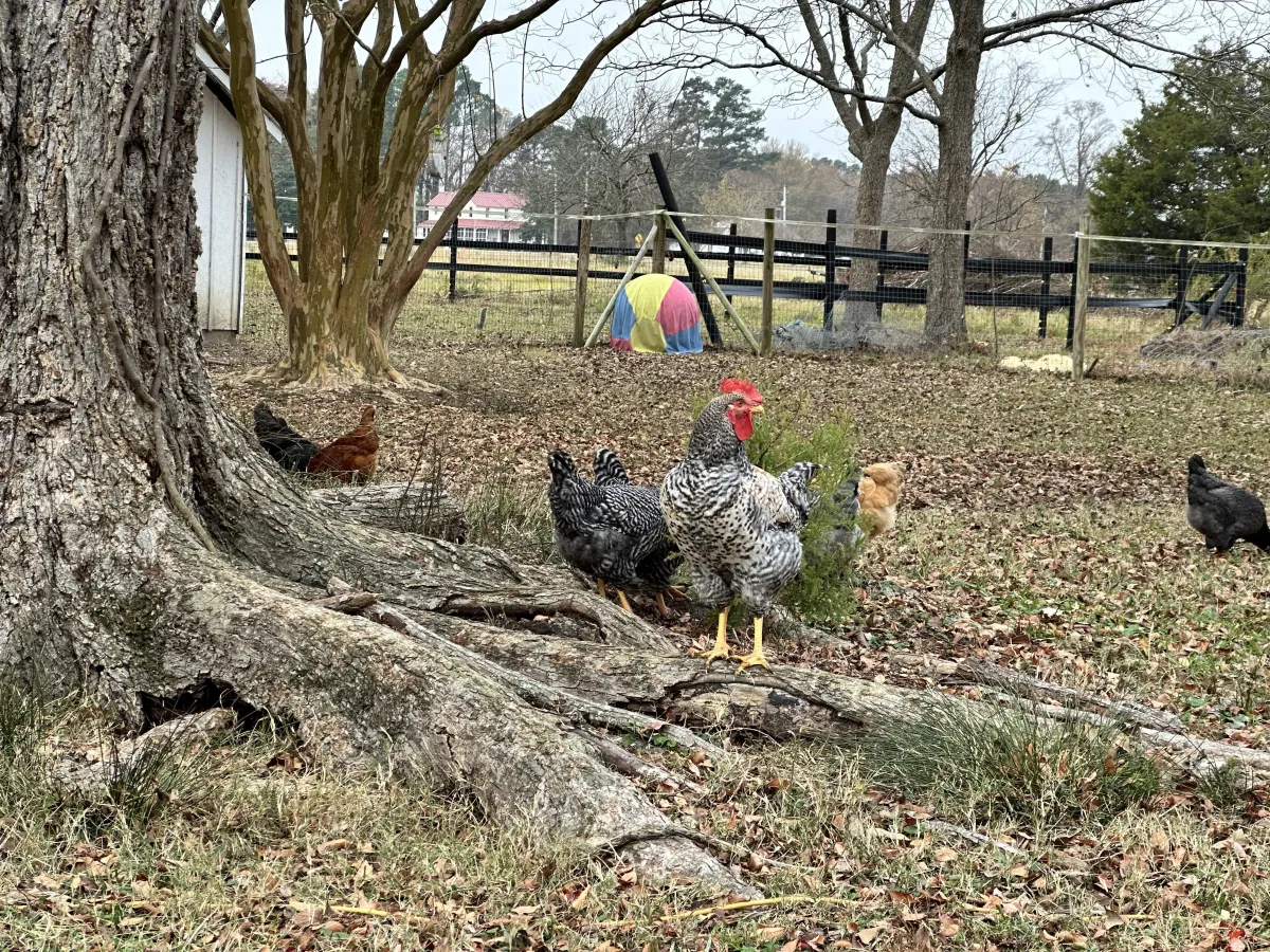 Bloom Farm Animal Blog