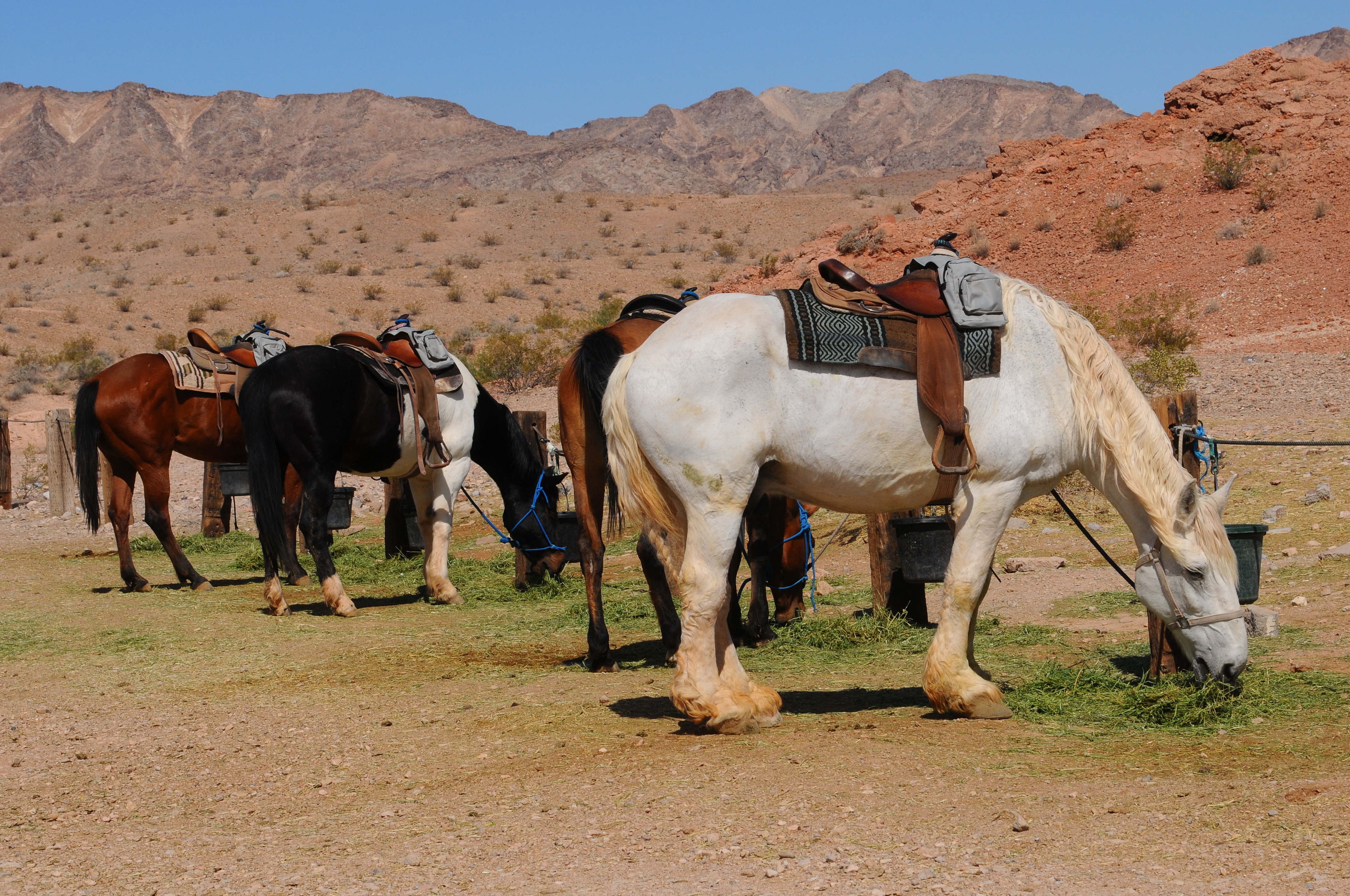 The Horseback Riding Surprise