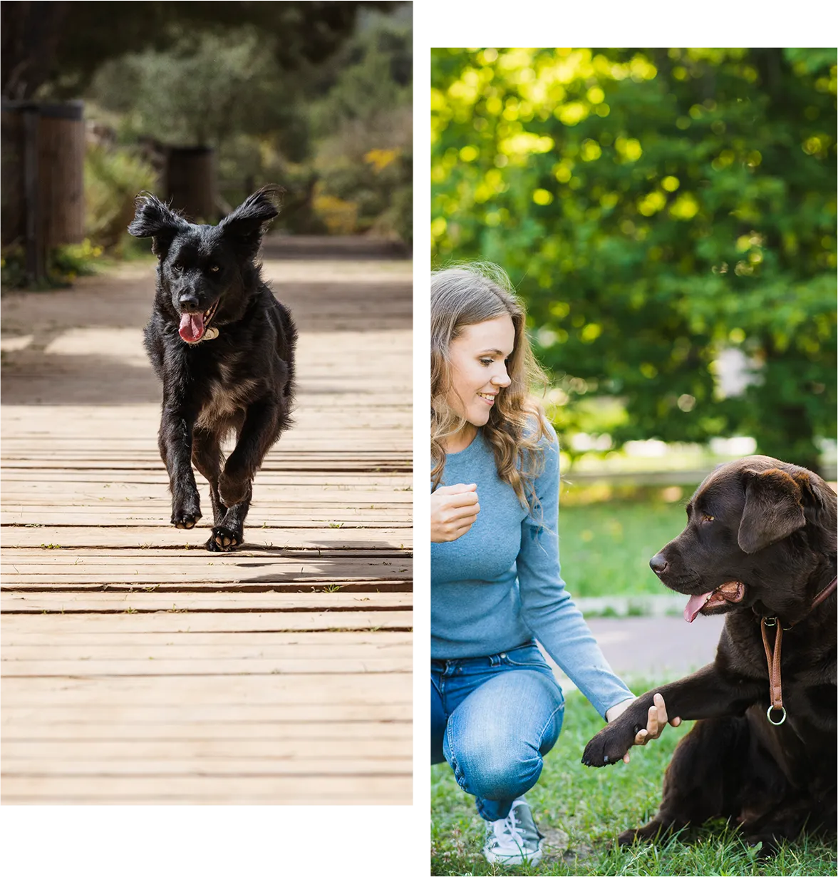 Dog safely playing outside with invisible dog fence; woman playing with dog