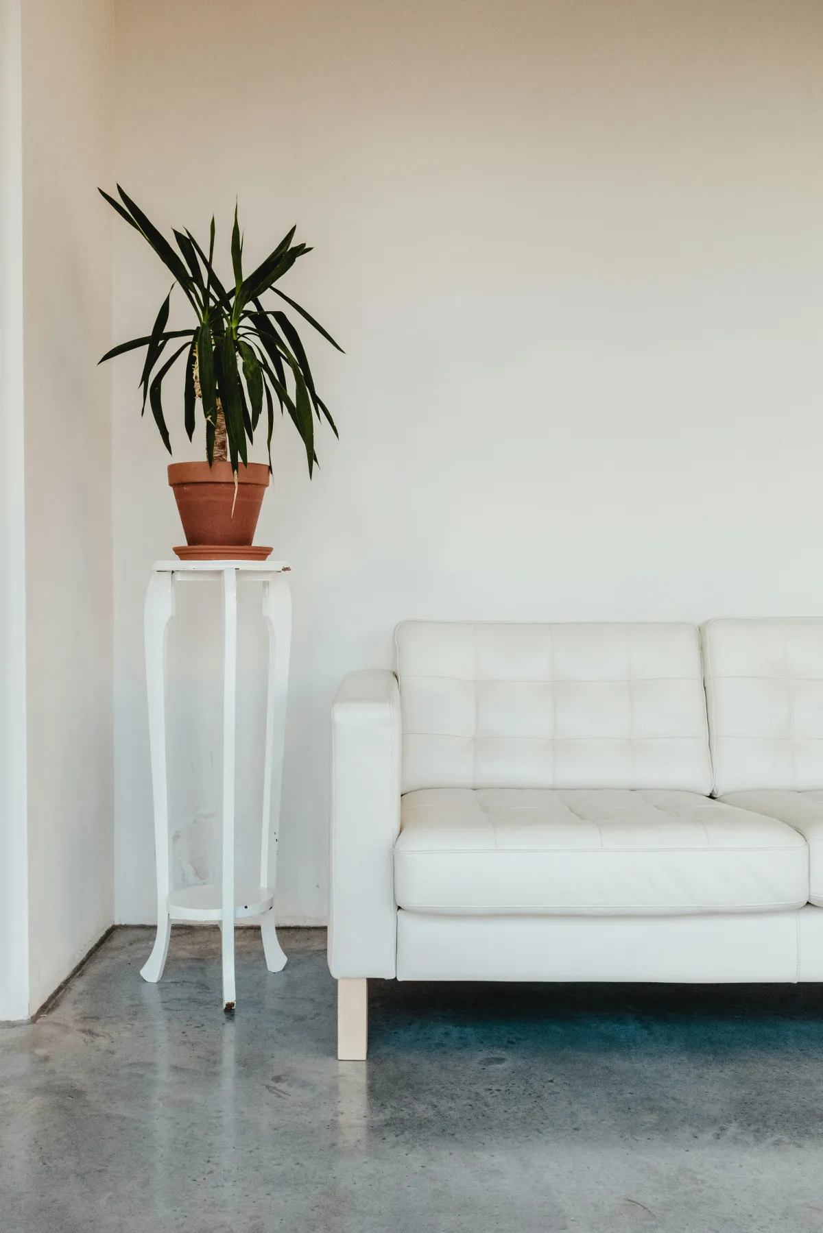 A white room with a plant next to a white couch