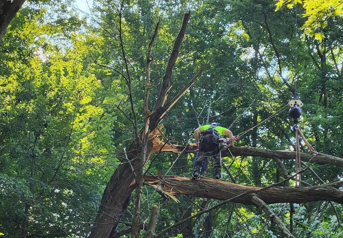 hunter climbing and cutting tree