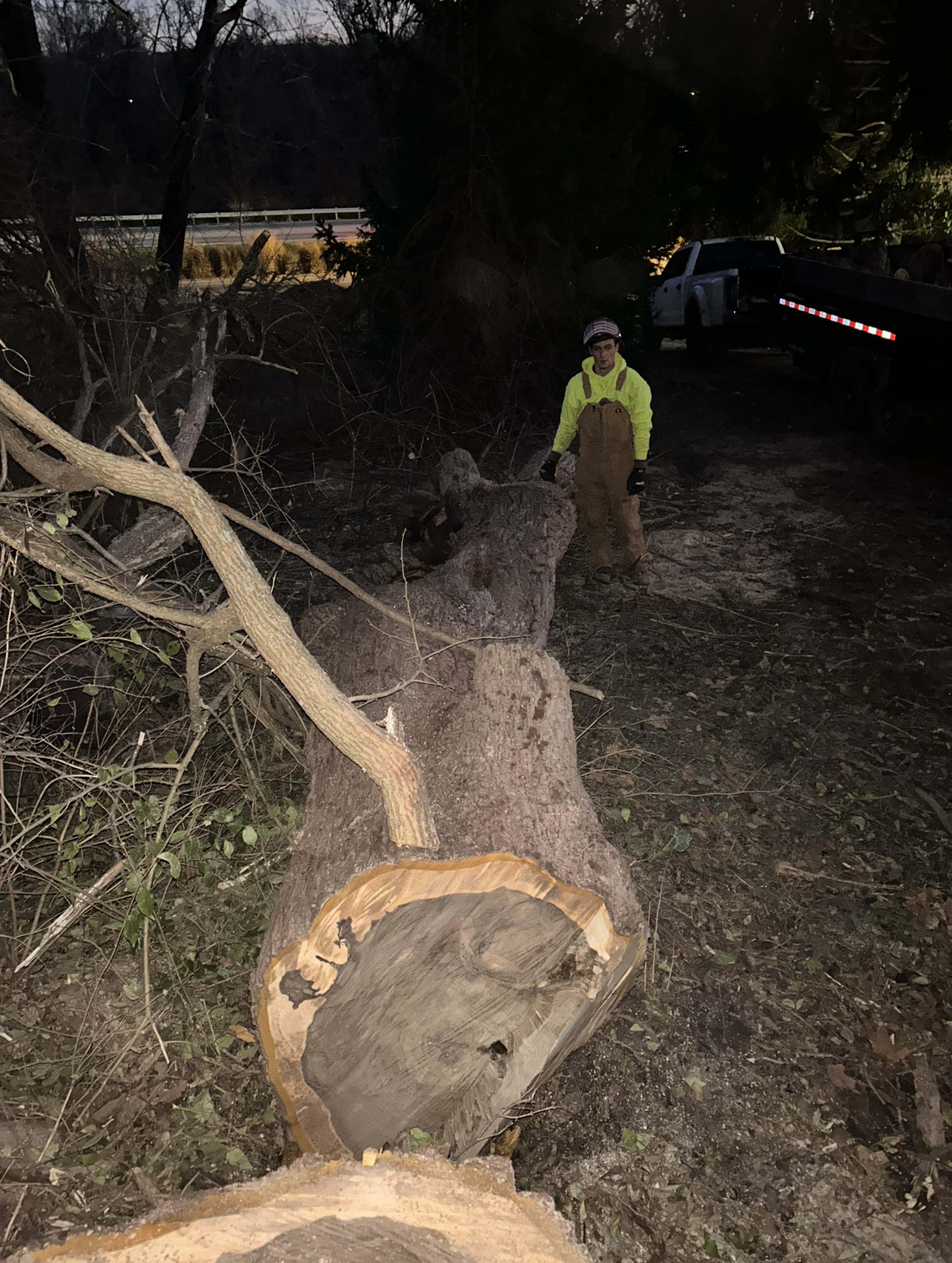 large, downed tree at night-time
