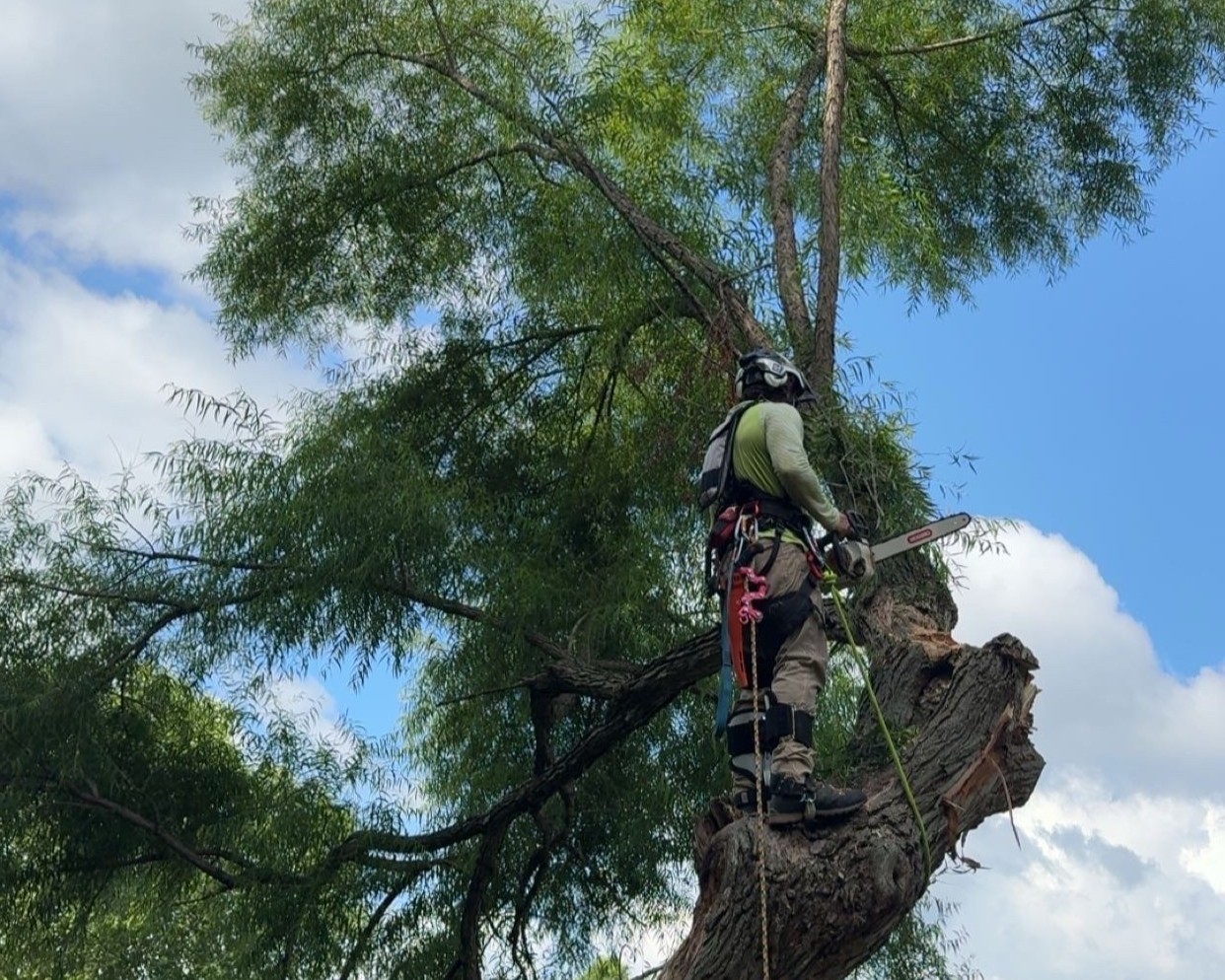 tree trimming