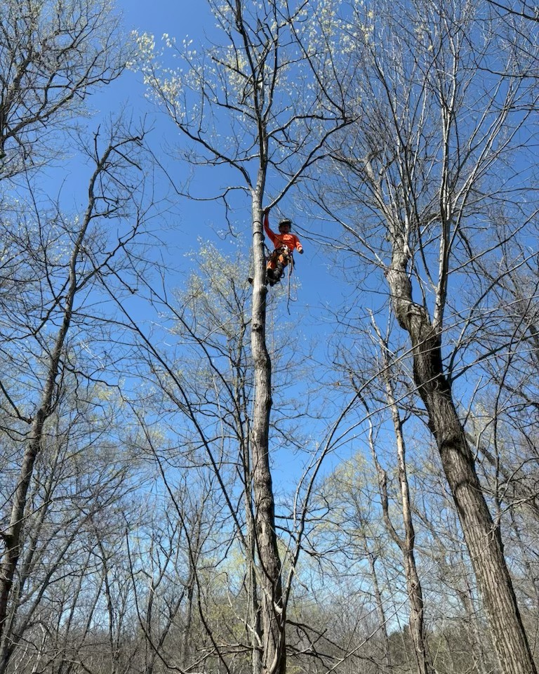 hunter hanging from tree