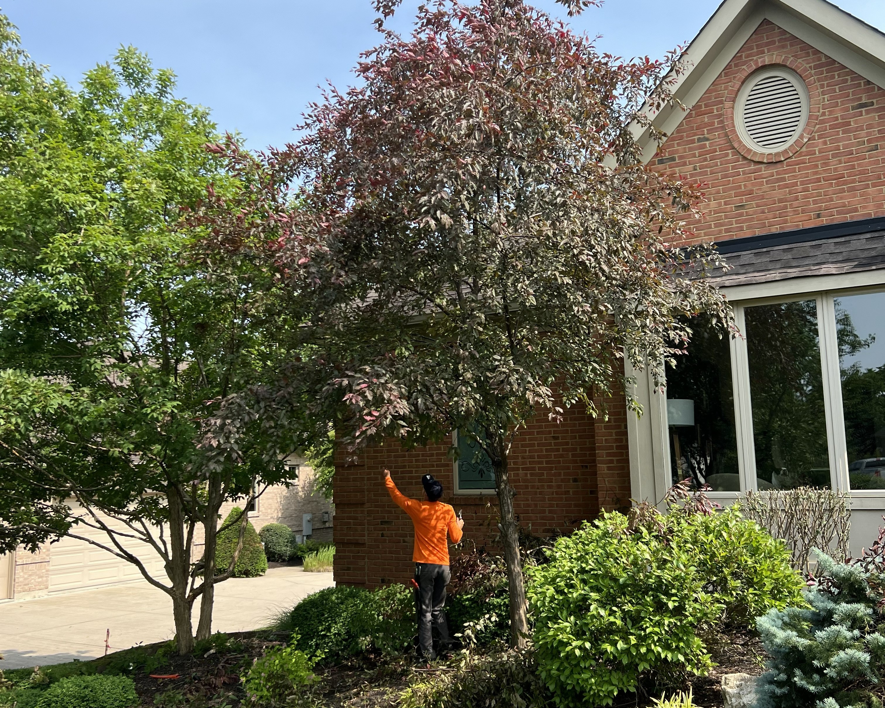 ornamental trim before and after