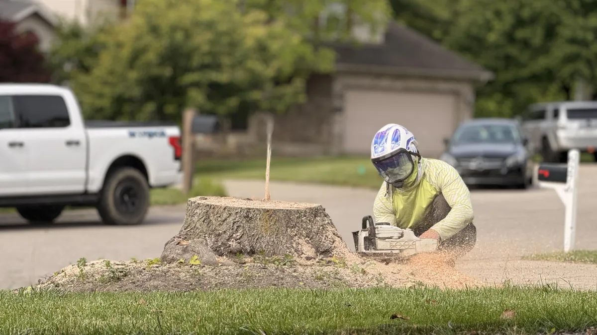 canopy cowboy cutting stump