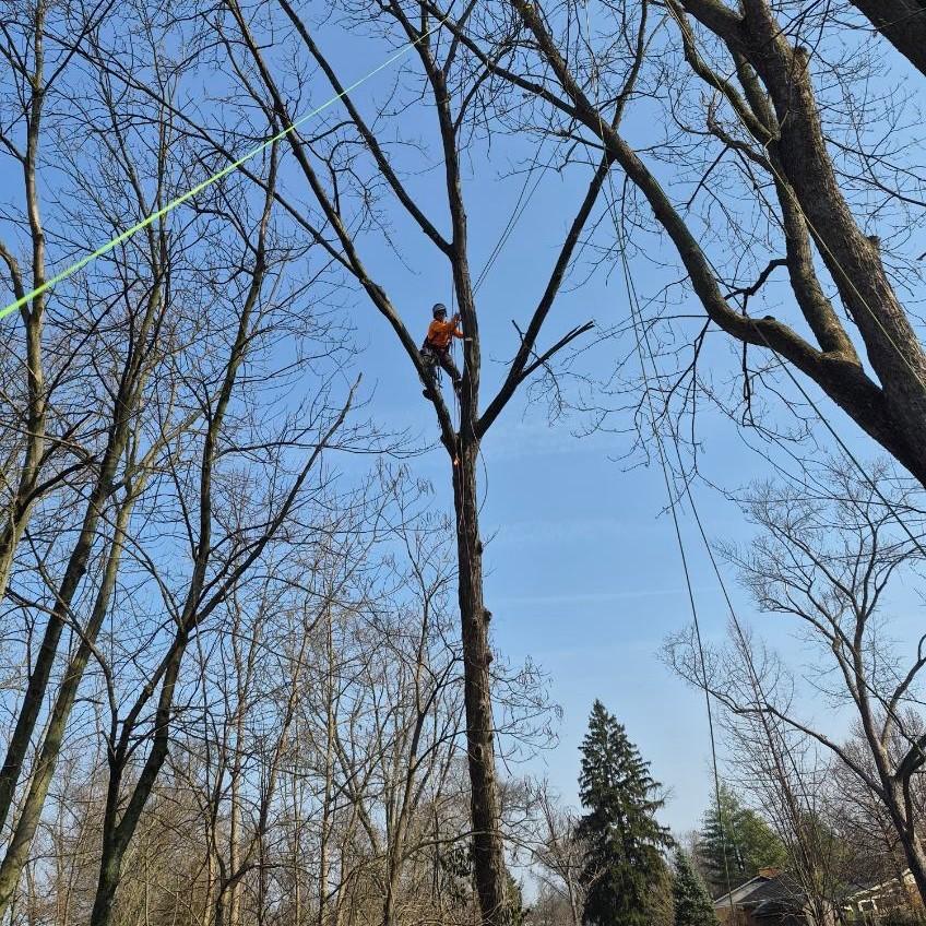canopy cowboy high up in tree 1