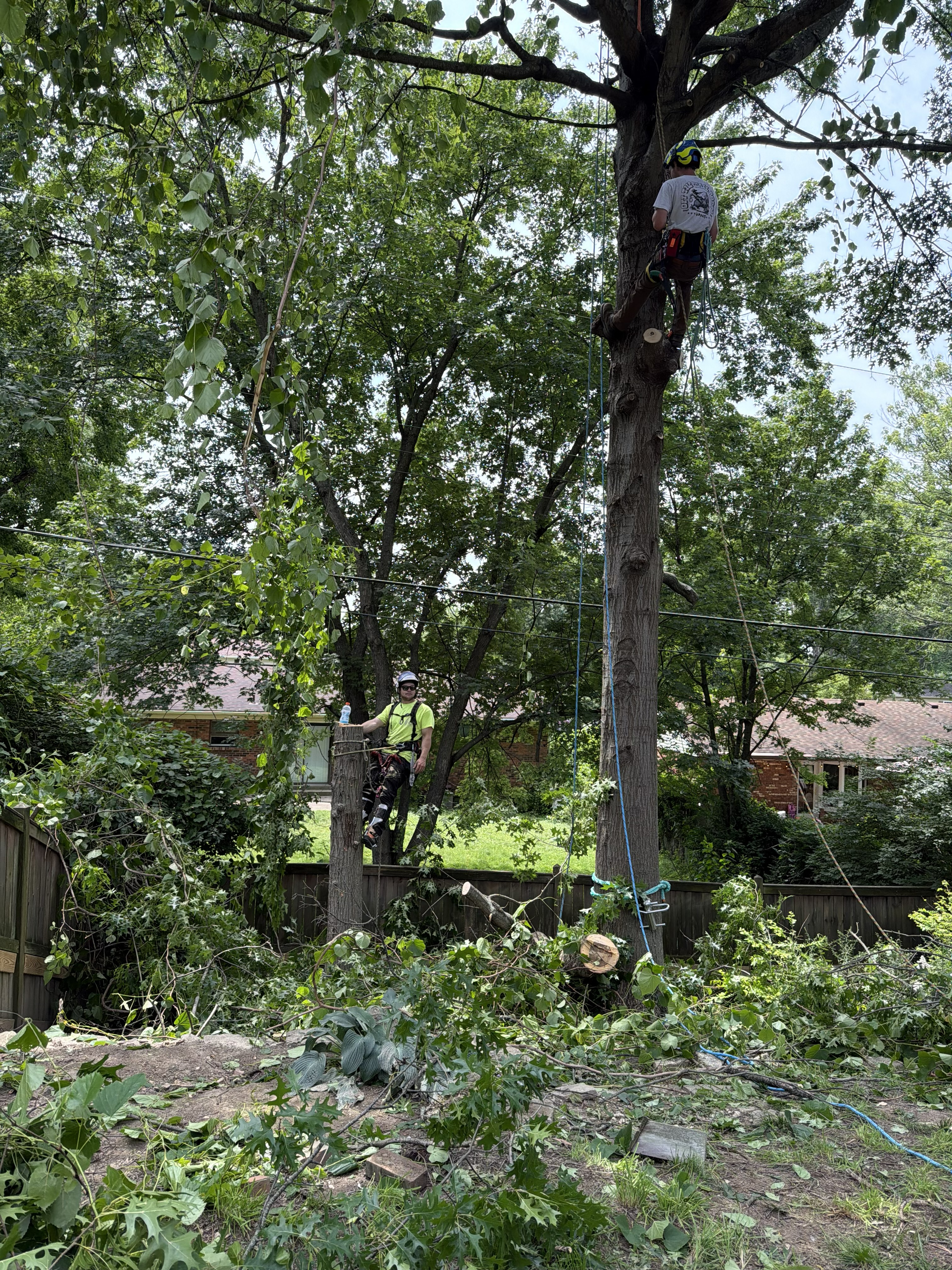 2 crew members in trimmed and cut trees