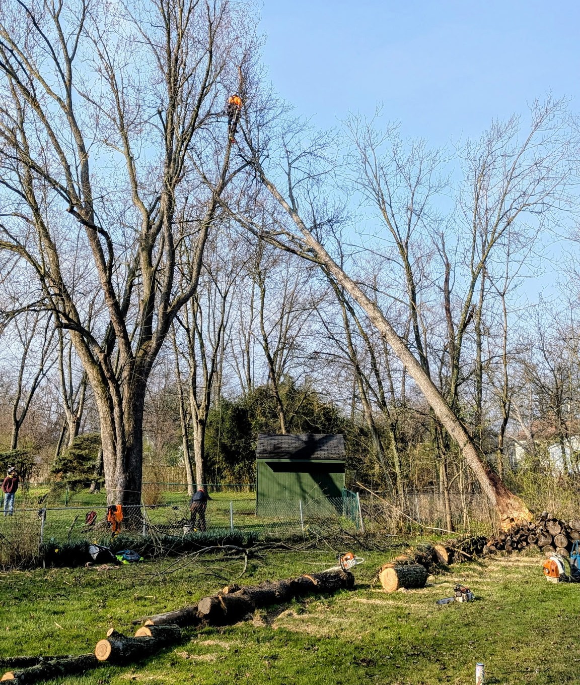 canopy cowboy in leaning downed tree 