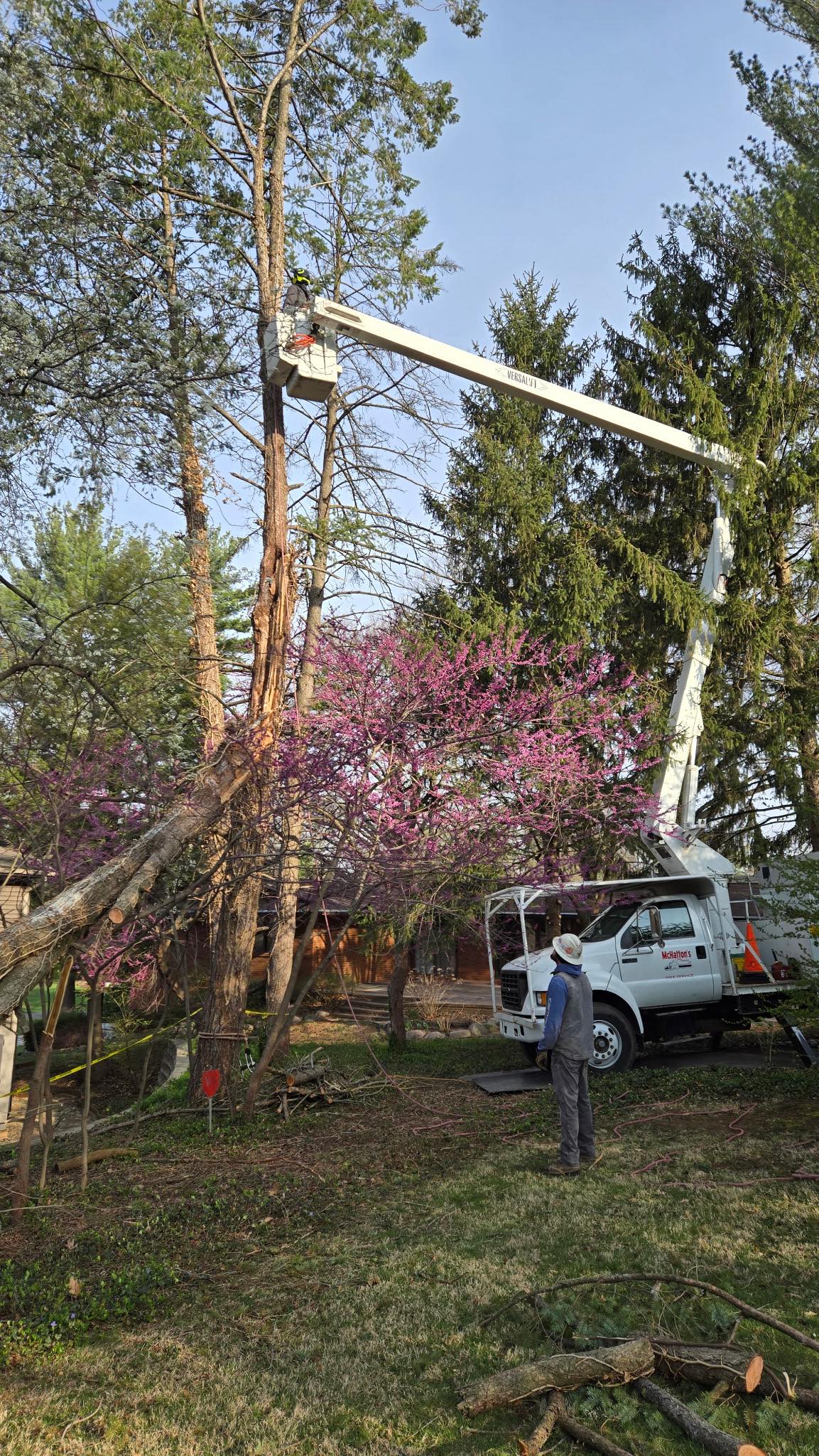 Tree Removal McHatton