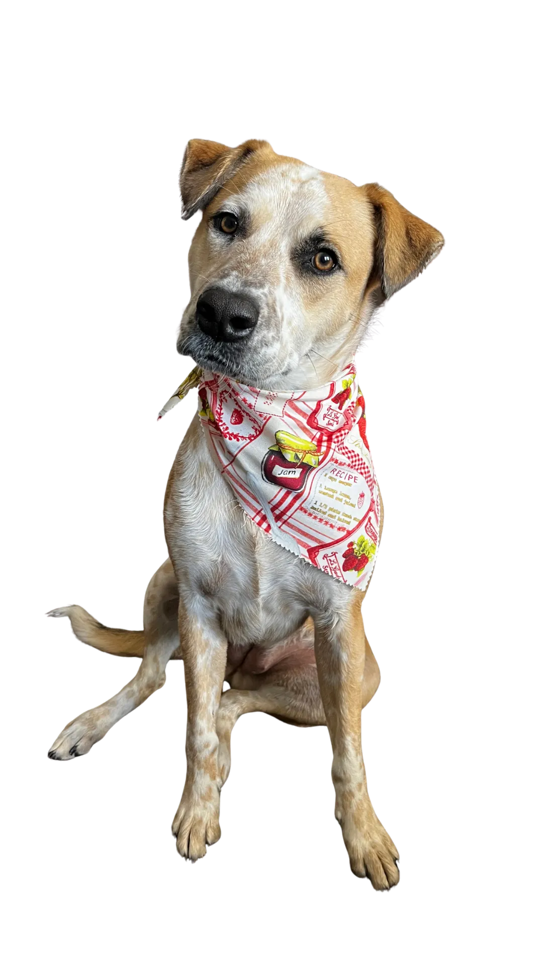 Trainer's dog Buster acting as a peacemaker