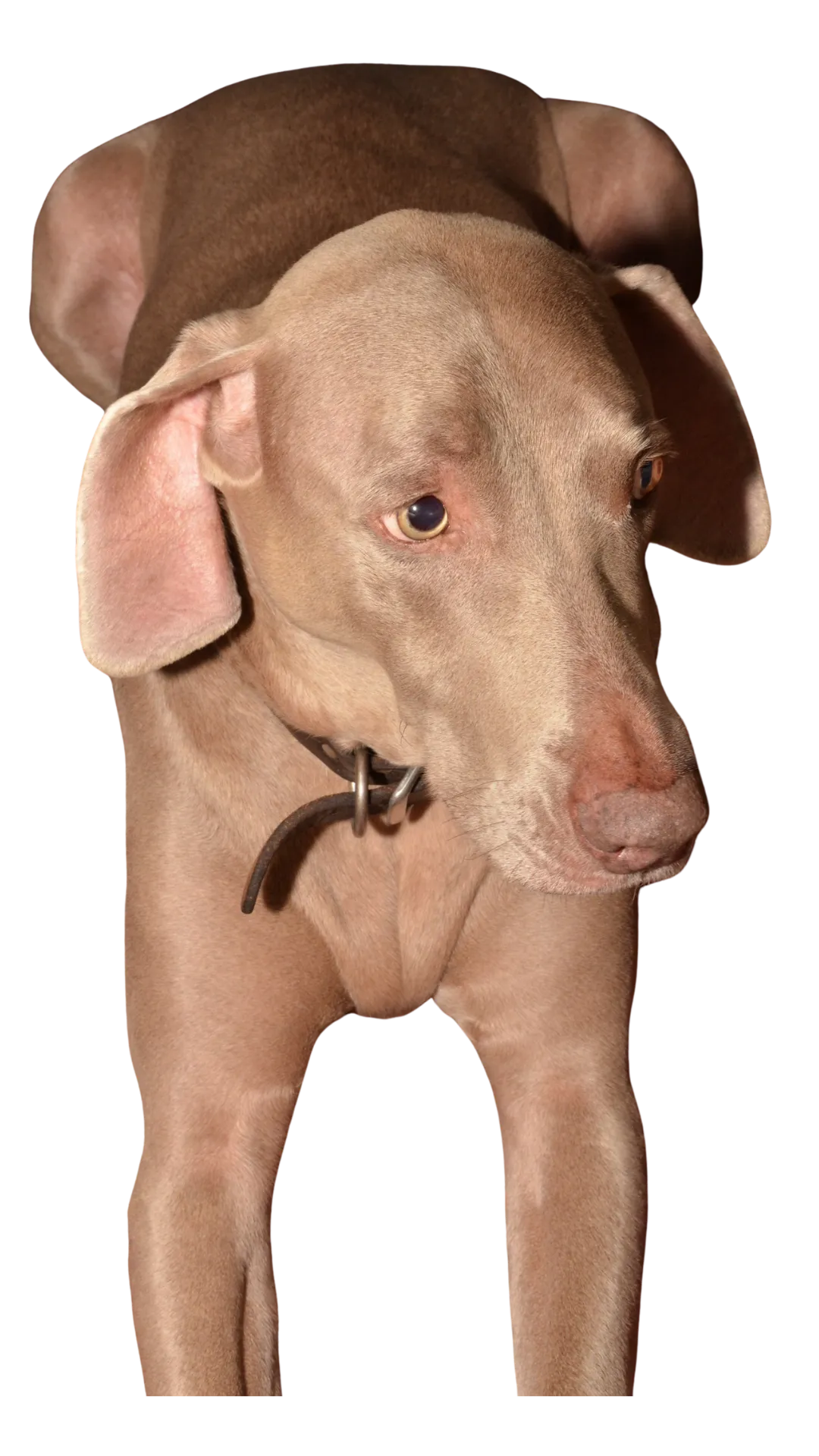 Trainer's dog Luna helping shy dogs
