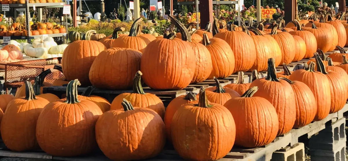 candy and pumpkins 