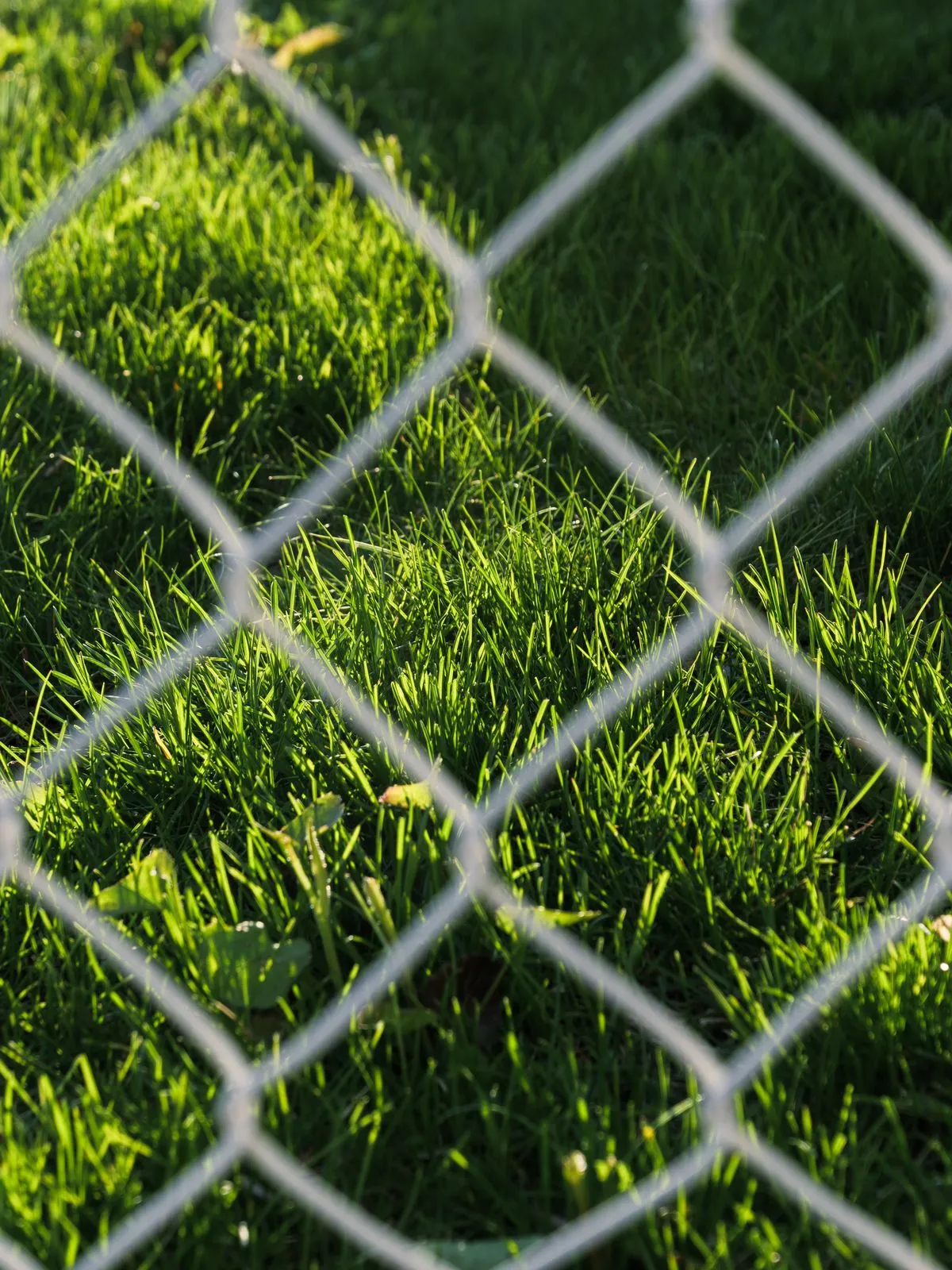 Galvanized chain link fence