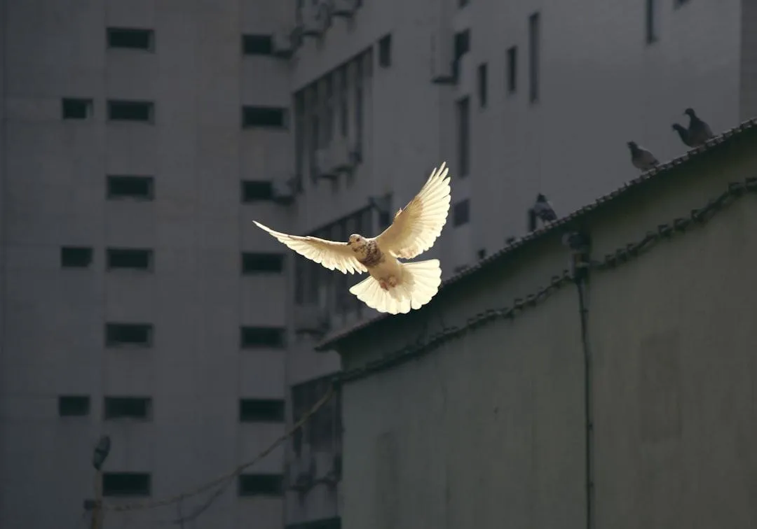 Dove Flying