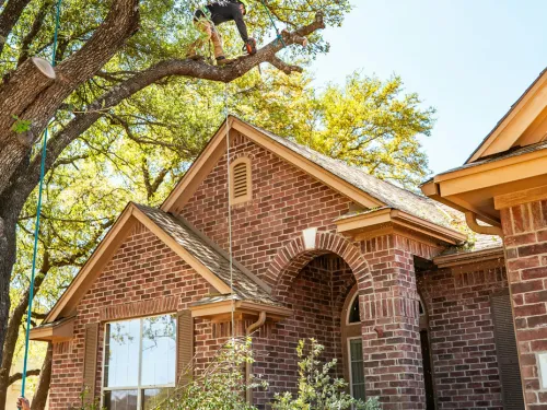 Tree Trimming in Houston, TX