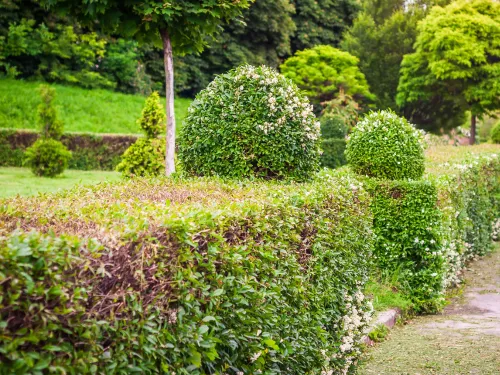 Lawn Installation