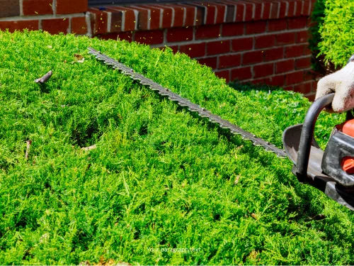 Memorial, TX Hedge Trimming