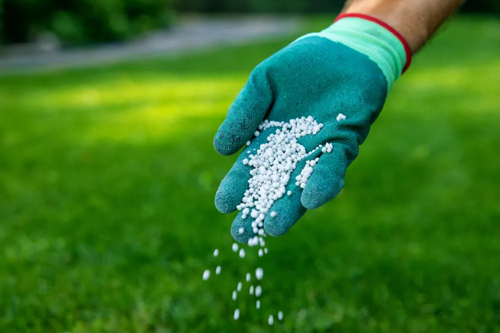 professional lawn fertilisation service in Cessnock NSW