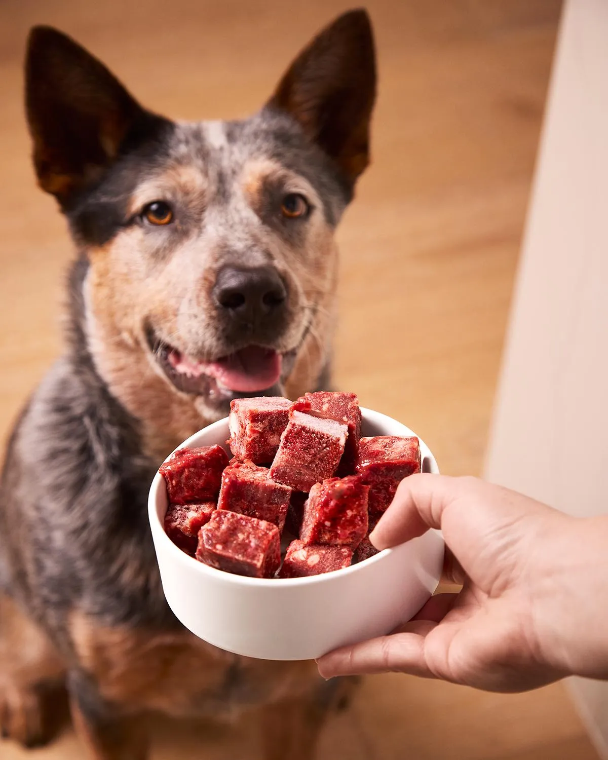 Cattle dog waiting to be fed his delicious Fresha Pet Foods beef mince cubes