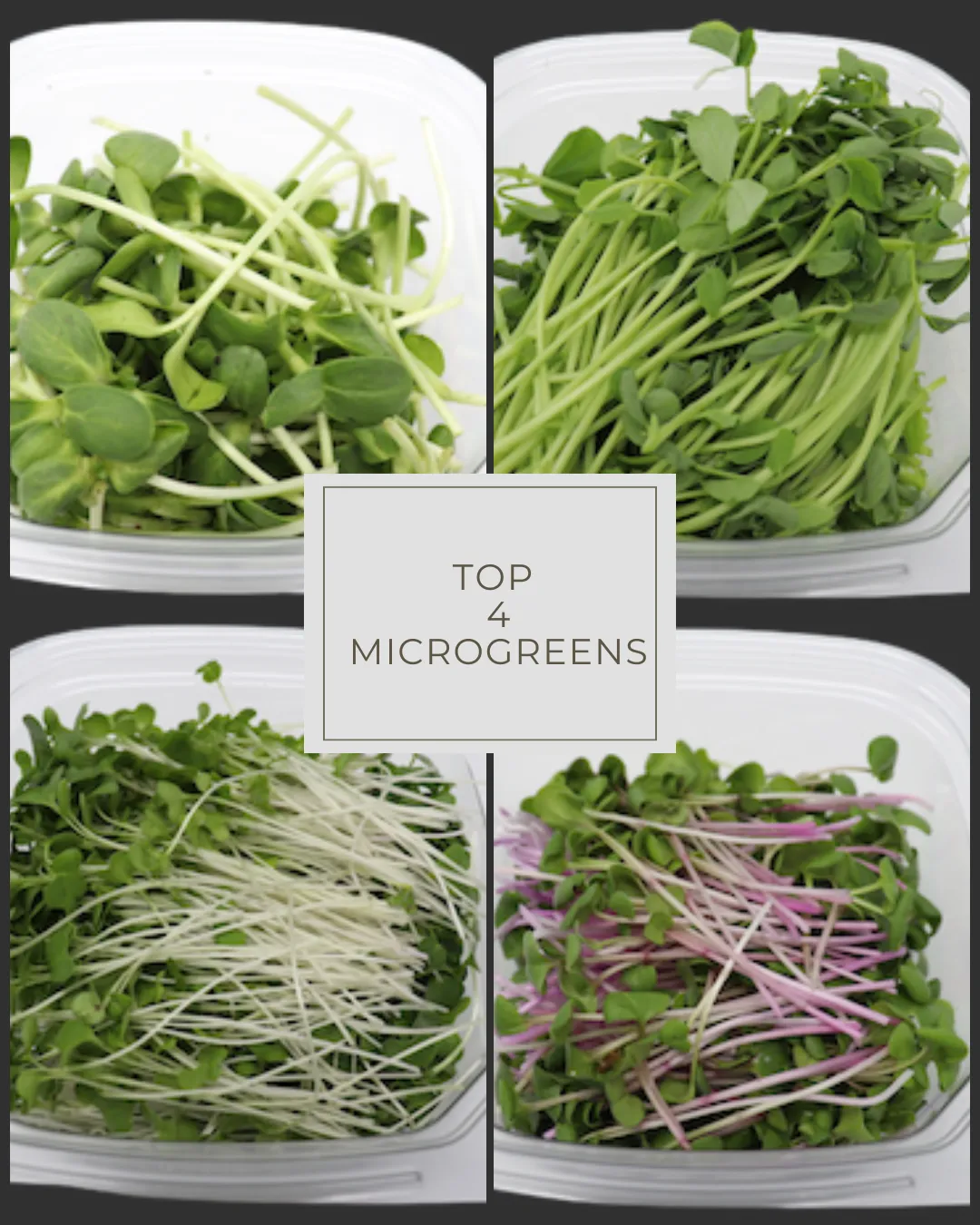 microgreens frescos Puerto Rico, microgreens brócol cultivo local, microgeens en ensaladas ssaldable, microgreens para restaurante Puerto Rico