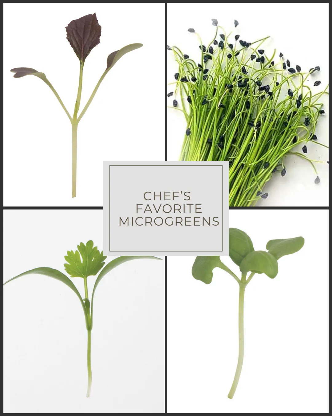 microgreens frescos Puerto Rico, microgreens brócol cultivo local, microgeens en ensaladas ssaldable, microgreens para restaurante Puerto Rico