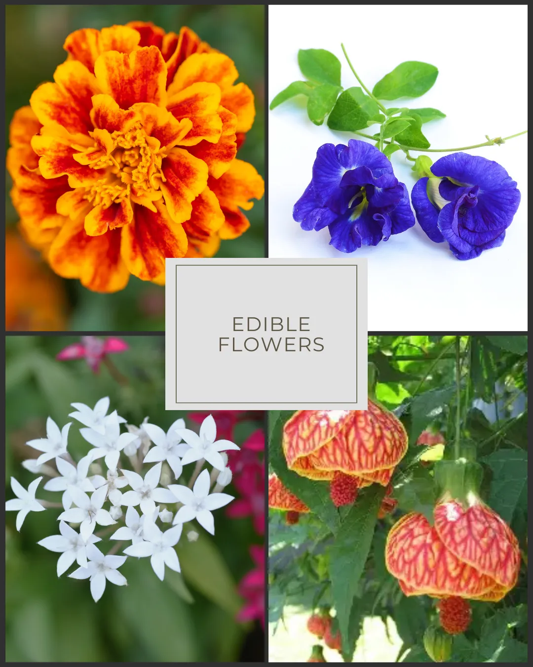 microgreens frescos Puerto Rico, microgreens brócol cultivo local, microgeens en ensaladas ssaldable, microgreens para restaurante Puerto Rico