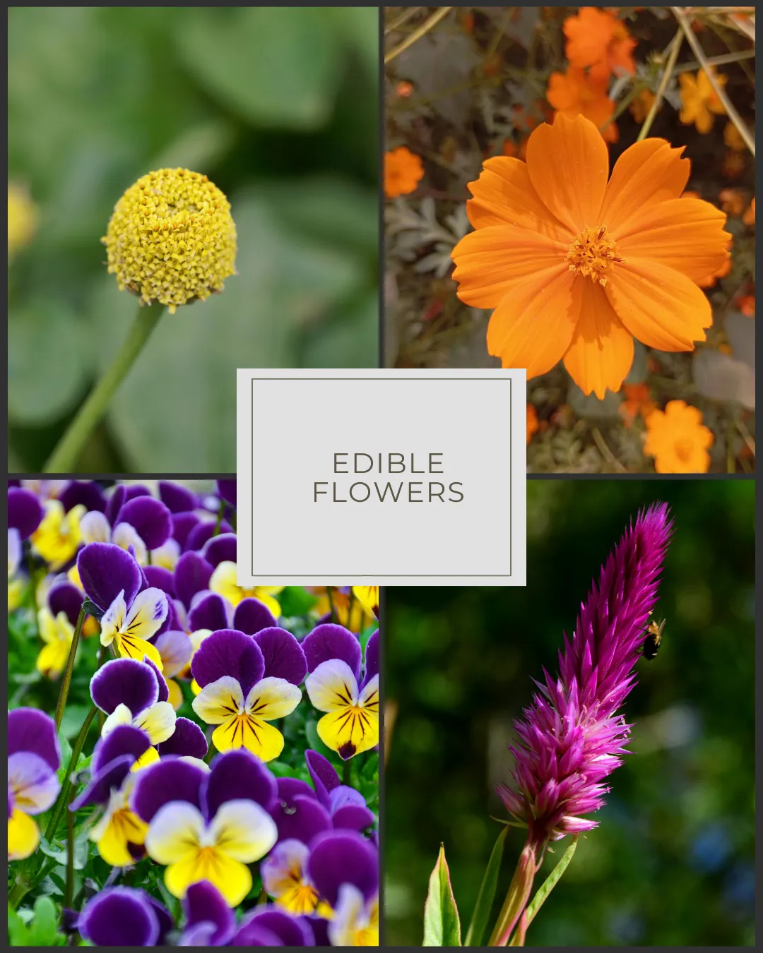 microgreens frescos Puerto Rico, microgreens brócol cultivo local, microgeens en ensaladas ssaldable, microgreens para restaurante Puerto Rico