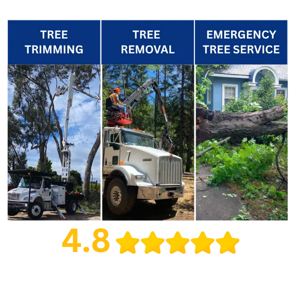 TREE SERVICE EXPERTS
