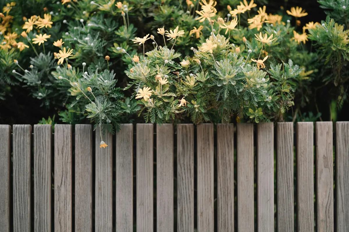 Timber fence replacement in Gosport - old rotten fencing removed and replaced by Four Seasons