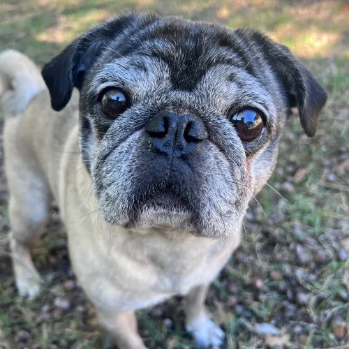 Milo the Pug