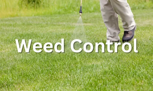 Lawn Care Solutions Weed Control 