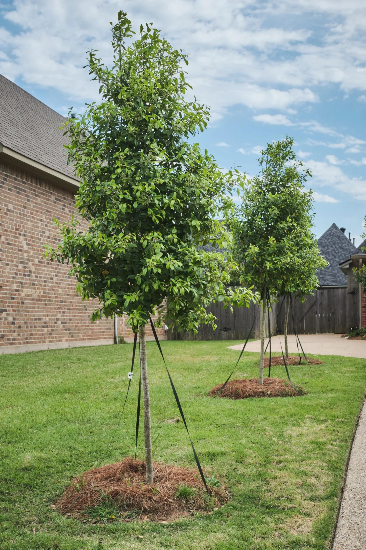 lawn care solutions tree shrub installation