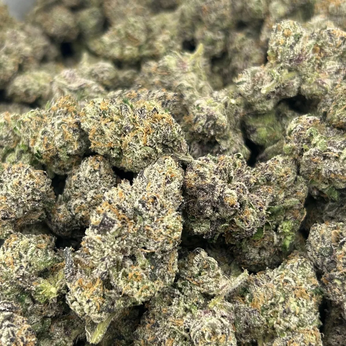 green leaves plant during night time