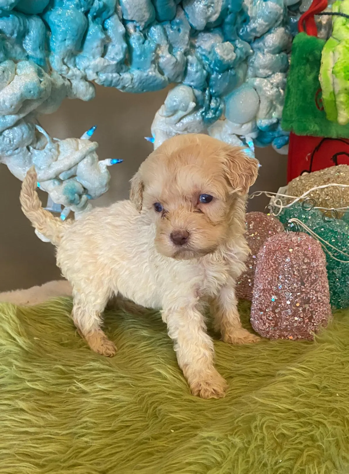 available puppies at just a walk home kennel