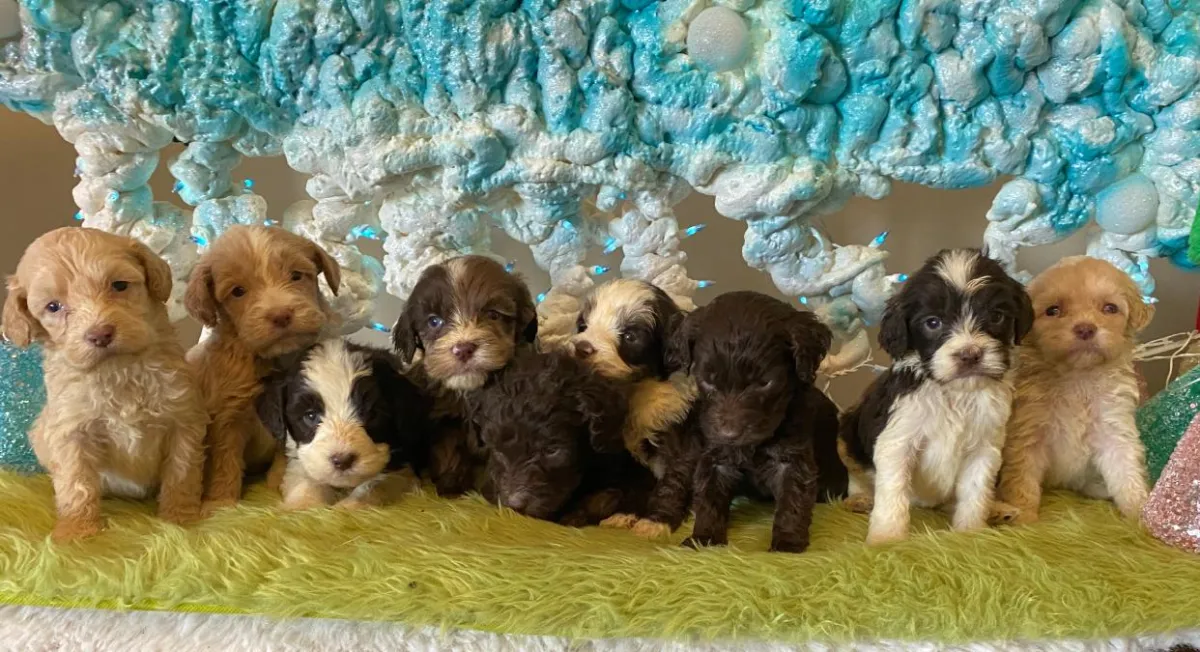 available puppies at just a walk home kennel