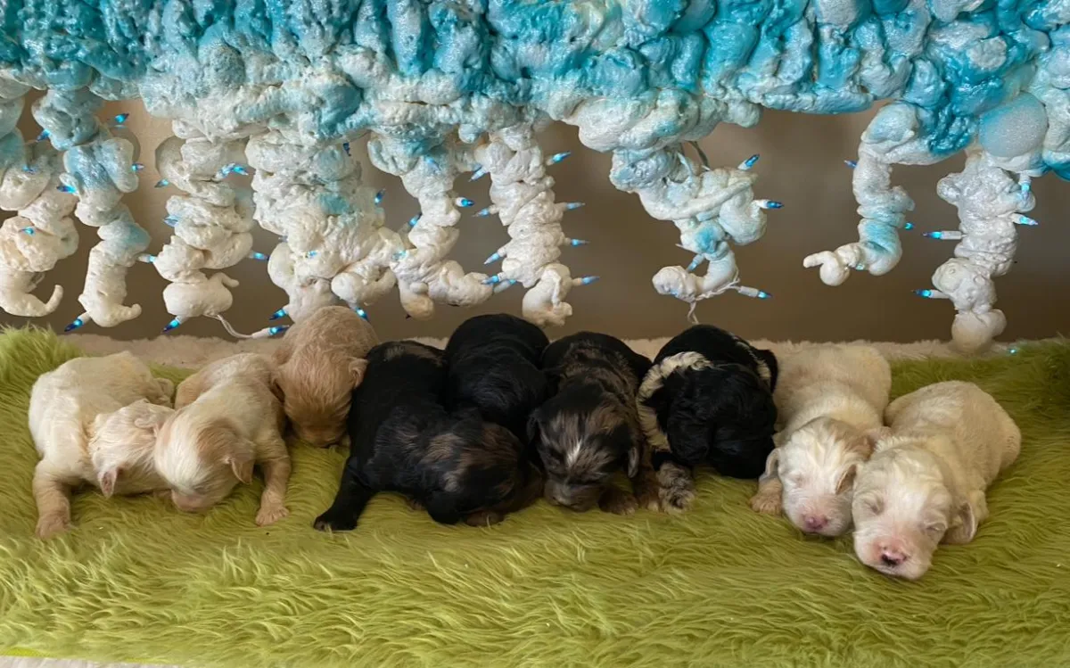 available puppies at just a walk home kennel