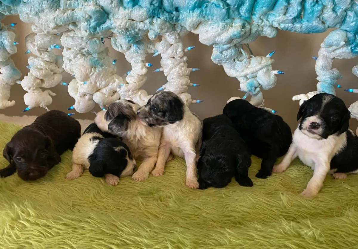 available puppies at just a walk home kennel