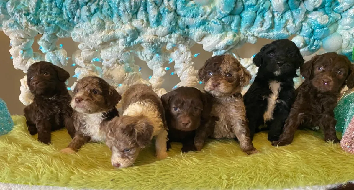 available puppies at just a walk home kennel