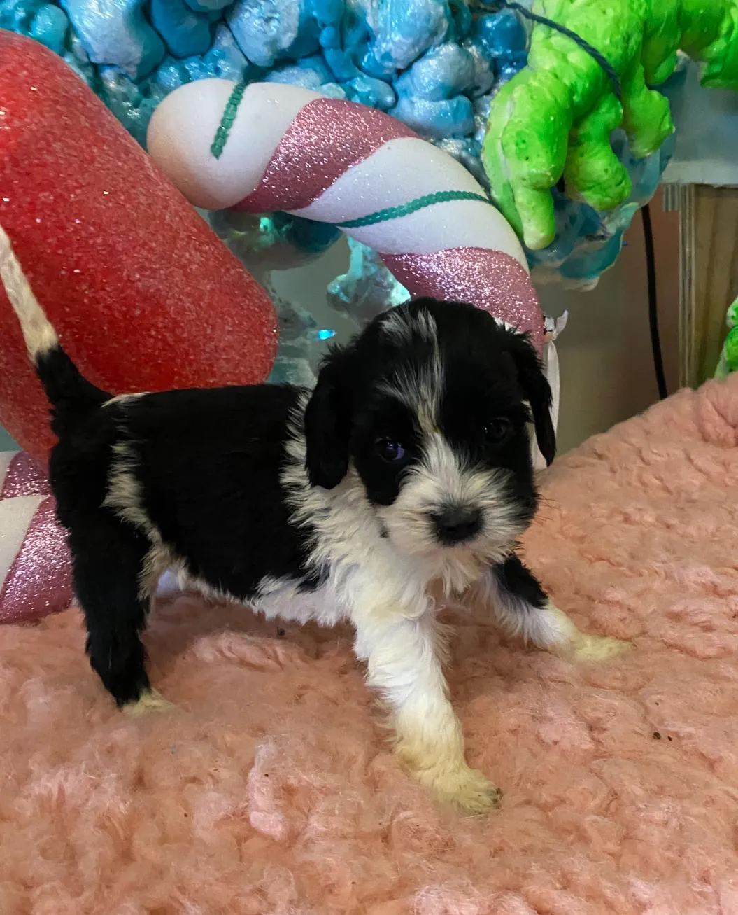 available puppies at just a walk home kennel