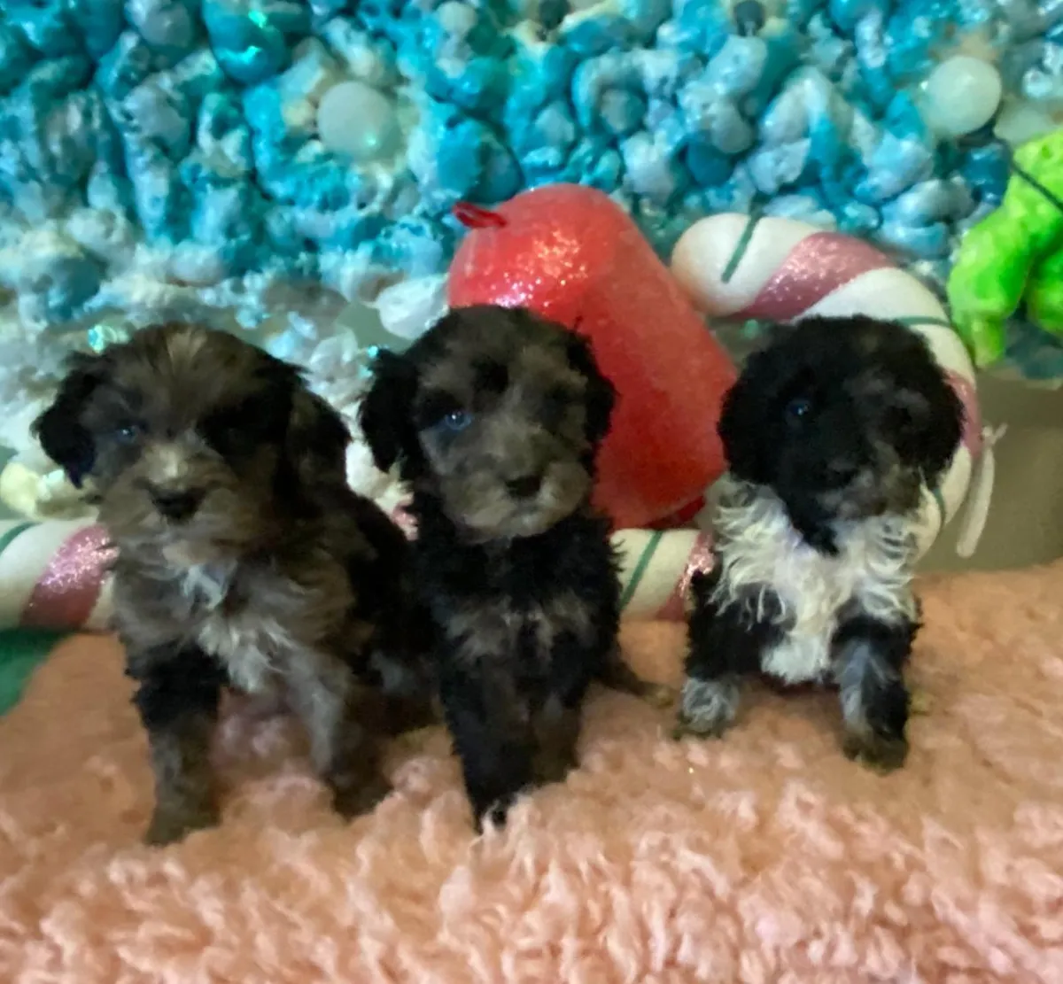 available puppies at just a walk home kennel