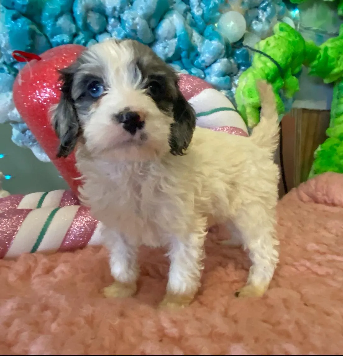 available puppies at just a walk home kennel