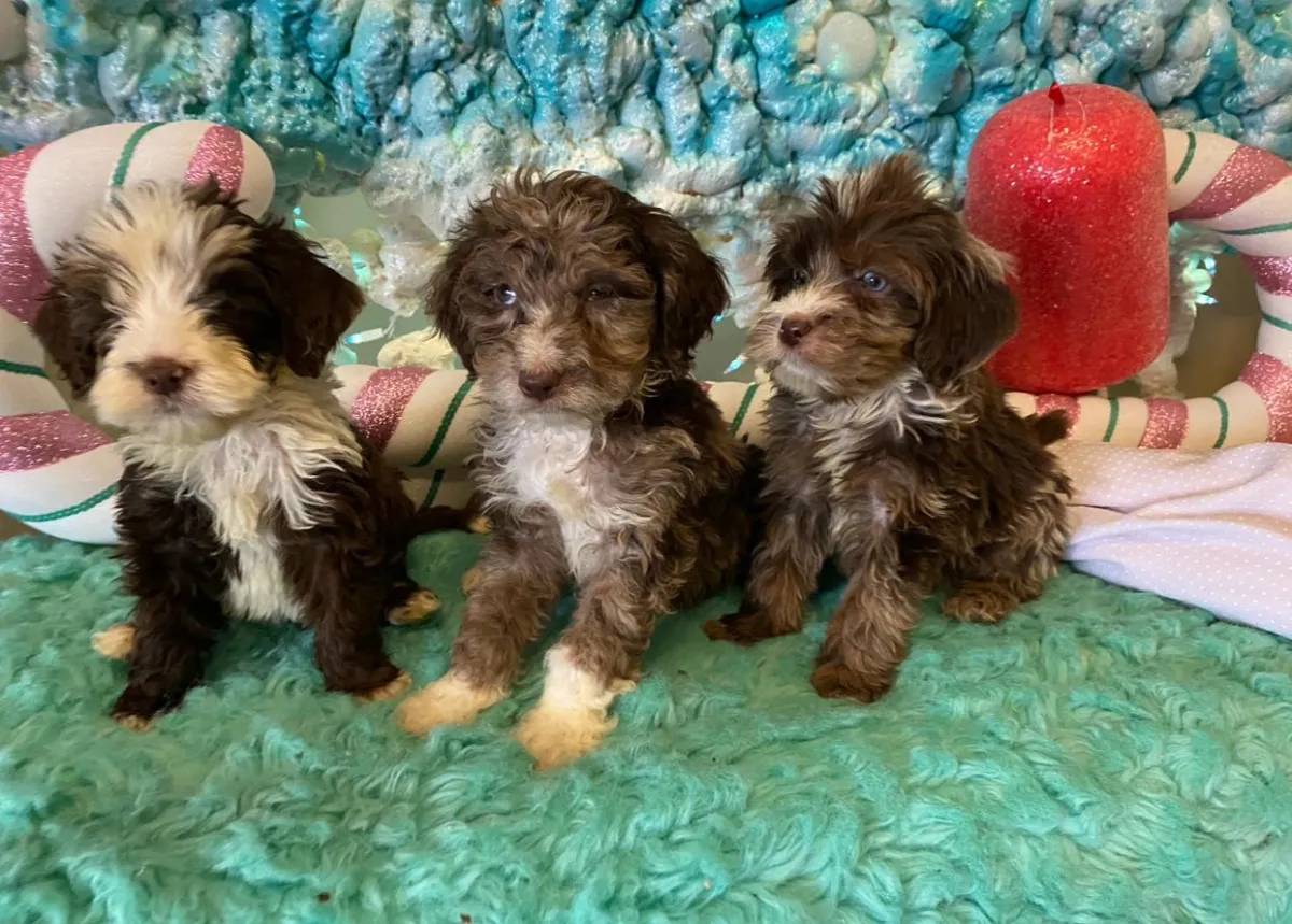 available puppies at just a walk home kennel