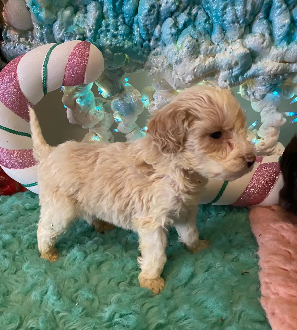 available puppies at just a walk home kennel