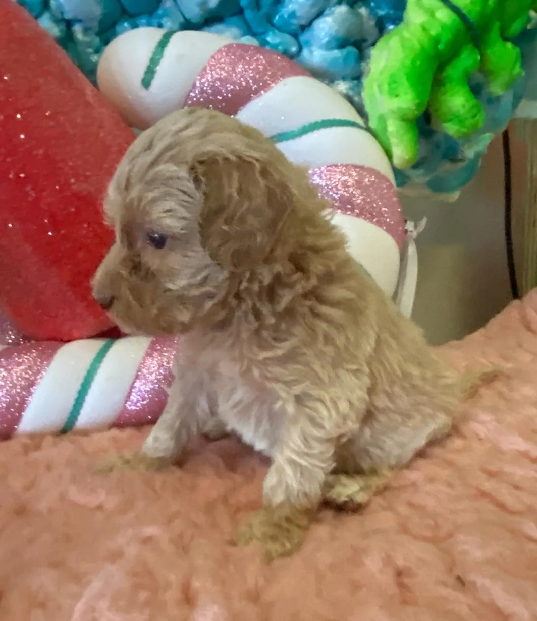 available puppies at just a walk home kennel