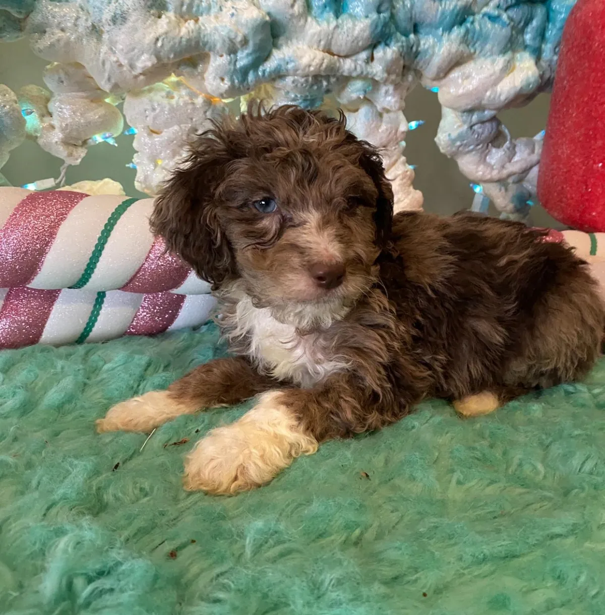 available puppies at just a walk home kennel